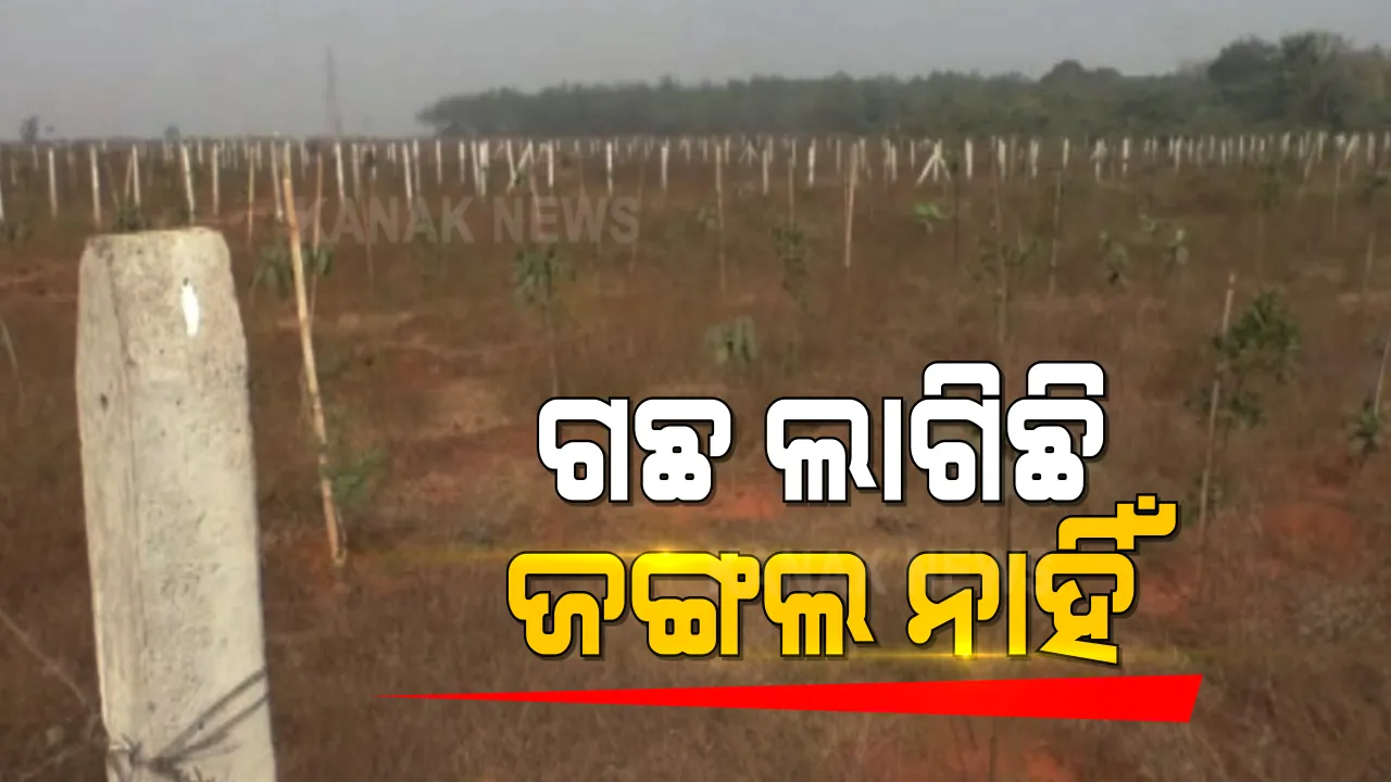  କାଗଜପତ୍ରରେ ଲାଗିଛି ଗଛ, ହେଲେ ପଡିଆ ପଡିଛି ଜଙ୍ଗଲ । ଯାଜପୁର ଦାନଗଦିରେ ବନୀକରଣ ନାଁରେ କୋଟିଏରୁ ଅଧିକ ଟଙ୍କା ଚଳୁ, ଆରଟିଆଇ ତଥ୍ୟ ମଗାଇବା ପରେ ଜଣାପଡିଲା ବନିକରଣ କେମିତି ହୋଇଛି ବାଟବଣା ।