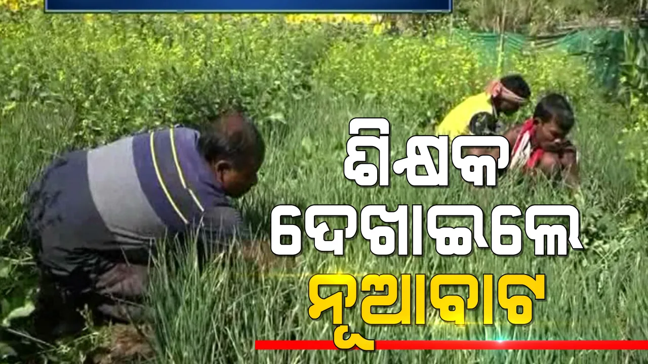  ତାଲାବନ୍ଦ ବେଳେ ଶିକ୍ଷକ ପାଇଲେ ଆତ୍ମନିର୍ଭରଶୀଳତାର ନୂଆ ଦିଗ । କିଚେନ ଗାର୍ଡନ କରି କାଟୁଥିଲେ ସମୟ । ହେଲେ ନୂଆ ରୋଜଗାରର ବାଟ ଫିଟାଇଲା ଶ୍ରୀଧରଙ୍କ ଉଦ୍ୟମ 