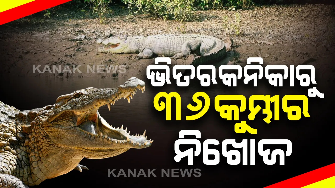  କୁମ୍ଭୀର ଗଣନା ରିପୋର୍ଟରୁ ଆସିଲା ସାଂଘାତିକ ତଥ୍ୟ । ଭିତରକନିକା ଜାତୀୟ ଉଦ୍ୟାନରୁ ଗାଏବ ୩୬ଟି କୁମ୍ଭୀର