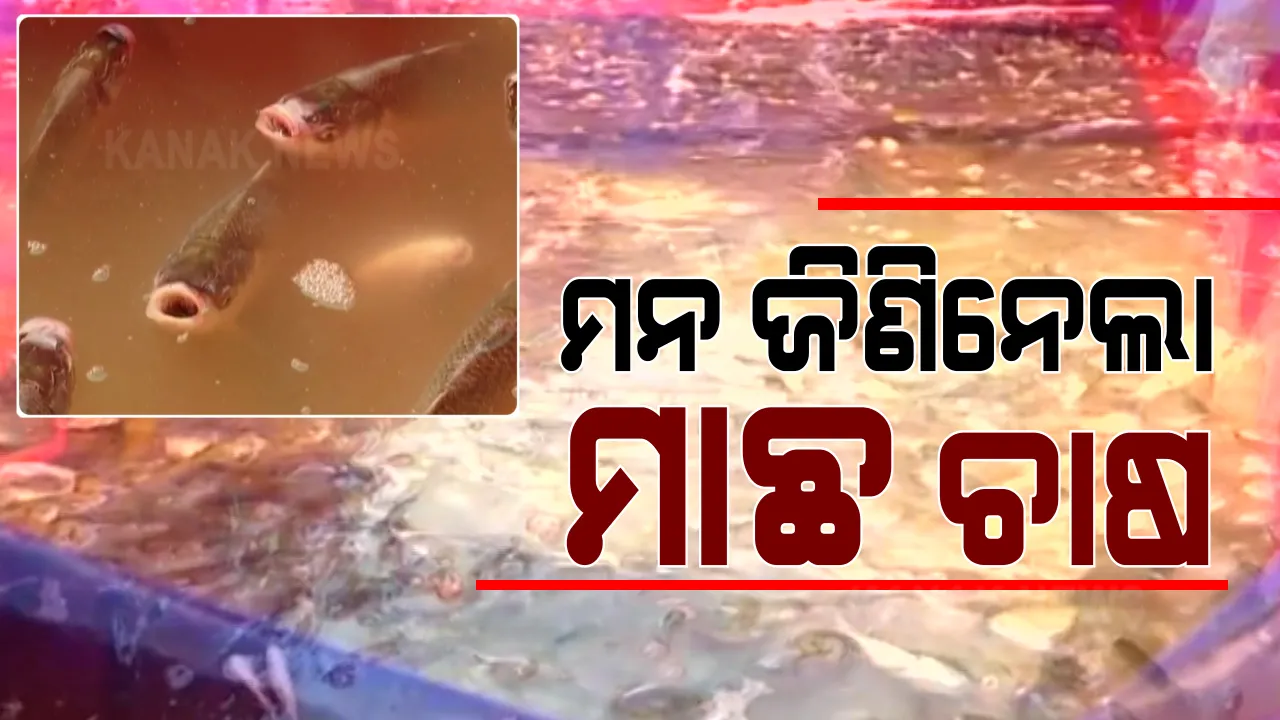  ସ୍ୱାବଲମ୍ବୀ ହେବେ ସ୍ୱାଭିମାନ ଅଂଚଳବାସୀ । ୩ ବର୍ଷ ହେବ ଜଳଭଣ୍ଡାରରେ ମାଛ ଯାଆଁଳ ଛାଡୁଛି ମତ୍ସ୍ୟ ବିଭାଗ । ମାଛ ମାରି ଜୀବିକା ନିର୍ବାହ କରିବାକୁ ଯୋଗାଇଦେଇଛି ଡଙ୍ଗା ଓ ଜାଲ