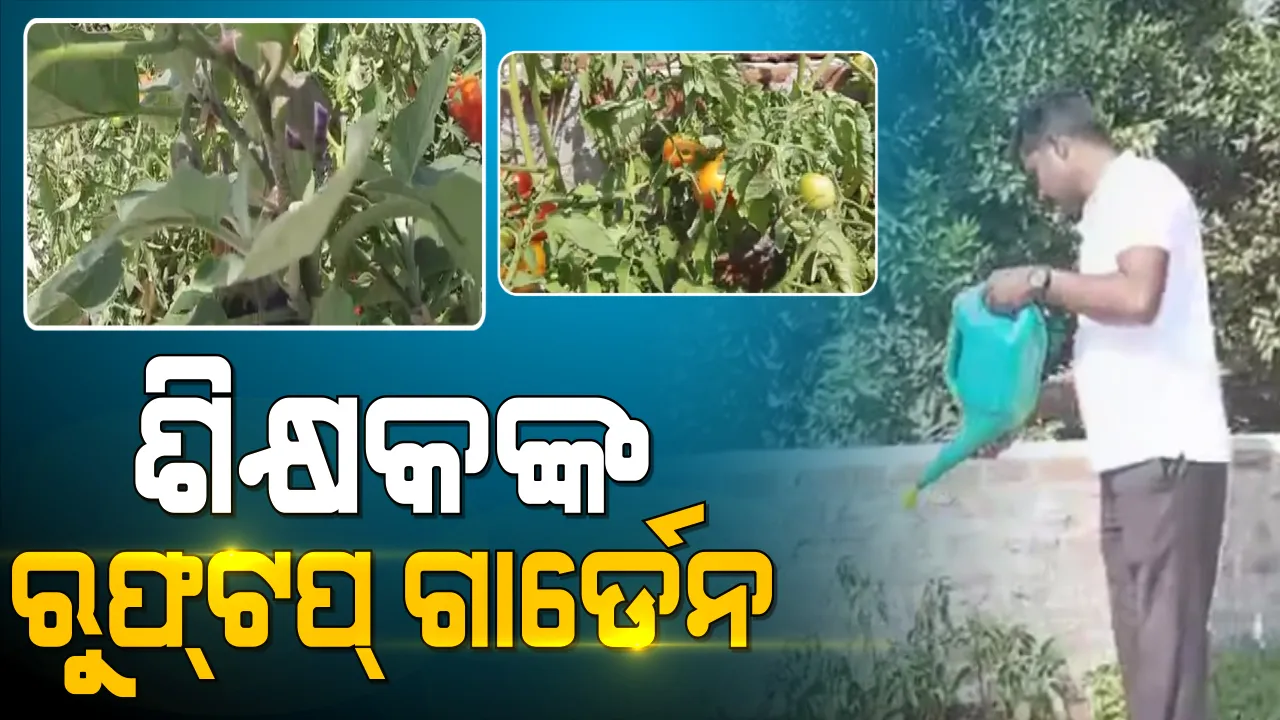  ତାଲାବନ୍ଦ ଶିଖାଇଲା ଚାଷ । ଛାତ ଉପରେ ଜୈବିକ ପଦ୍ଧତିରେ ଚାଷ କରୁଛନ୍ତି ଶିକ୍ଷକତା କରୁଥିବା ଦୁଇ ଭାଈ ।