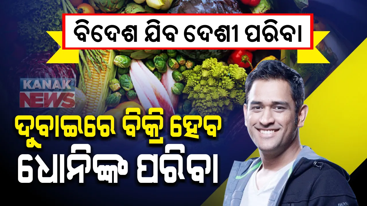  ଦୁବାଇ ଯିବ ଧୋନିଙ୍କ ପରିବା । ଦୁବାଇବାସୀ ଖାଇବେ ମାହିଙ୍କ ଫାର୍ମହାଉସ ପନିପରିବା, ଅନ୍ତର୍ଜାତୀୟ କ୍ରିକେଟରୁ ଅବସର ନେବା ପରେ ଚାଷ କରୁଛନ୍ତି ଧୋନି ।