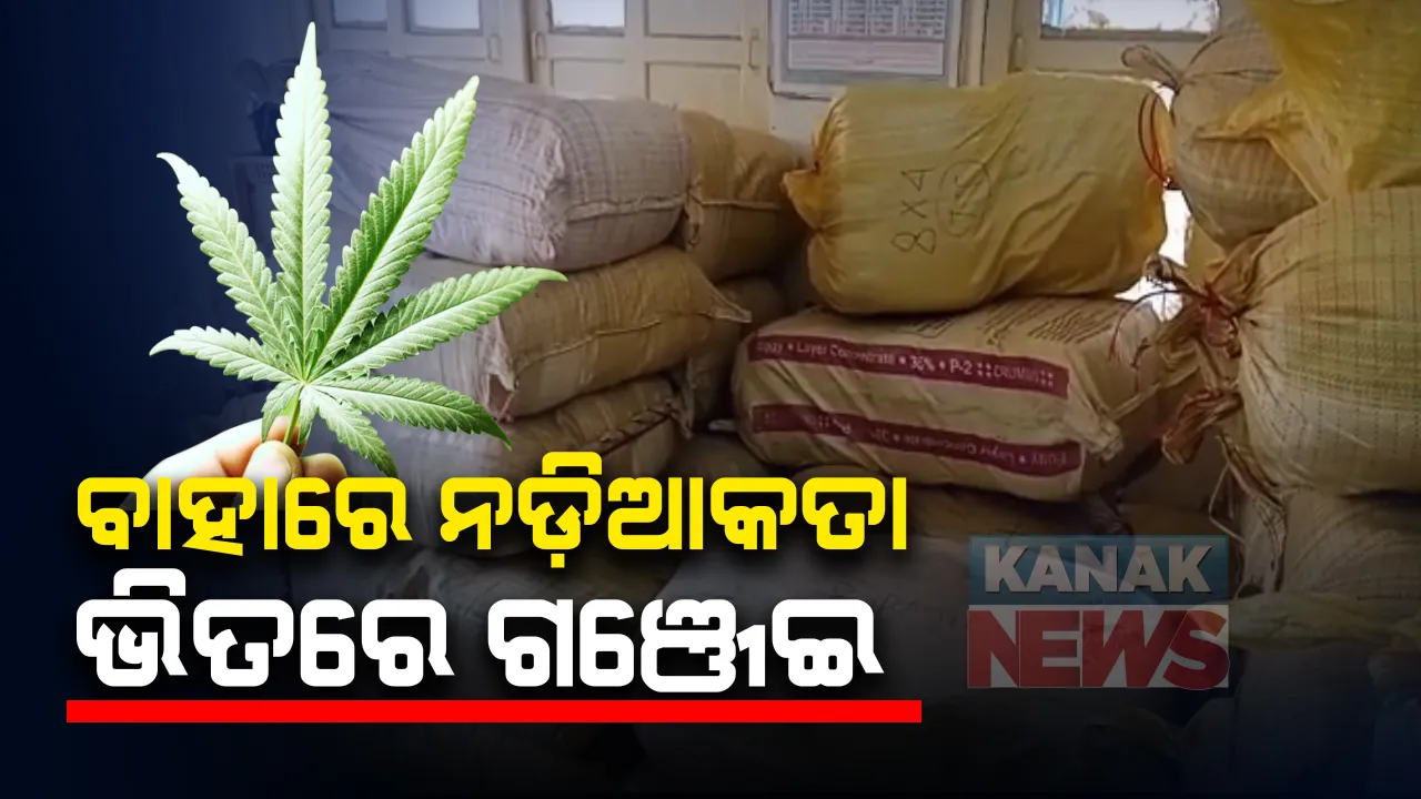  ନଡିଆ କତା ଭର୍ତ୍ତି ଗାଡିରେ ଗଞ୍ଜେଇ ଚାଲାଣ : ବ୍ରହ୍ମପୁରରେ ଧରାପଡିଲା ୫୫ ଲକ୍ଷ ଟଙ୍କାର ଗଞ୍ଜେଇ