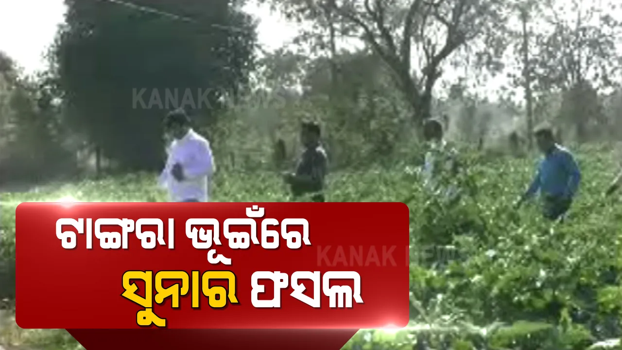  ମରୁଡି ପ୍ରବଣ ଅଂଚଳରେ ହସୁଛି ସୁନାର ଫସଲ: ପଦ୍ମପୁର ଚାଷୀଙ୍କ ମୁହଁରେ ହସ ଫୁଟାଇଲା ସରକାରଙ୍କ ଉଠାଜଳସେଚନ ପ୍ରକଳ୍ପ
