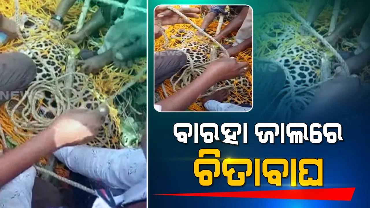  ଜାଲରେ ପଡିଲା ବାଘ । ବୁଗୁଡା କୁଣ୍ଡାଖାଇ ପାହାଡରେ ଜଙ୍ଗଲି ଜନ୍ତୁ ଶିକାର ପାଇଁ ବଛା ଯାଇଥିଲା ଜାଲ, ଫସିଗଲା ଚିତା ବାଘ ।