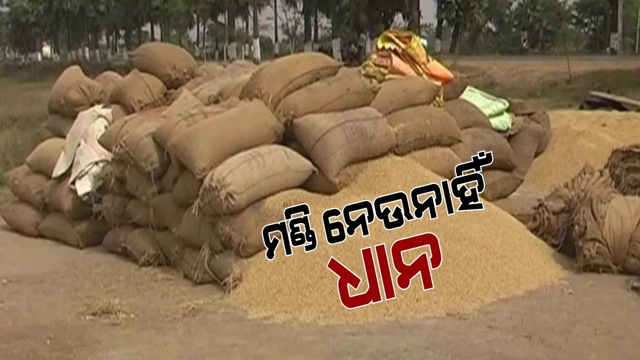  ମଣ୍ଡିରେ ପଡିଛି ଲକ୍ଷ ଲକ୍ଷ ଟଙ୍କାର ଧାନ । ଧାନ ଉଠାଉନାହାନ୍ତି କର୍ତ୍ତୃପକ୍ଷ । ପଦ୍ମପୁର ଉପଖଣ୍ଡର ୭୦ଟି ମଣ୍ଡିରେ ଧାନ ବିକ୍ରି ହୋଇପାରୁନଥିବାରୁ ତେଜିଲା ଅସନ୍ତୋଷ ।