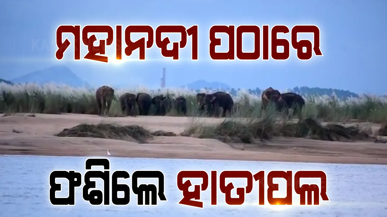  ମହାନଦୀ ପଠାରେ ଫଶିଲେ ହାତୀ ପଲ । ଆଠଗଡ ସଂରକ୍ଷିତ ଜଙ୍ଗଲରୁ ଚନ୍ଦକା ଅଭୟାରଣ୍ୟକୁ ଫେରୁଥିବା ବେଳେ ବାଙ୍କୀ କଇଁମୁଣ୍ଡି ନିକଟରେ ଫଶିଛନ୍ତି ୮ଟି ହାତୀ ।