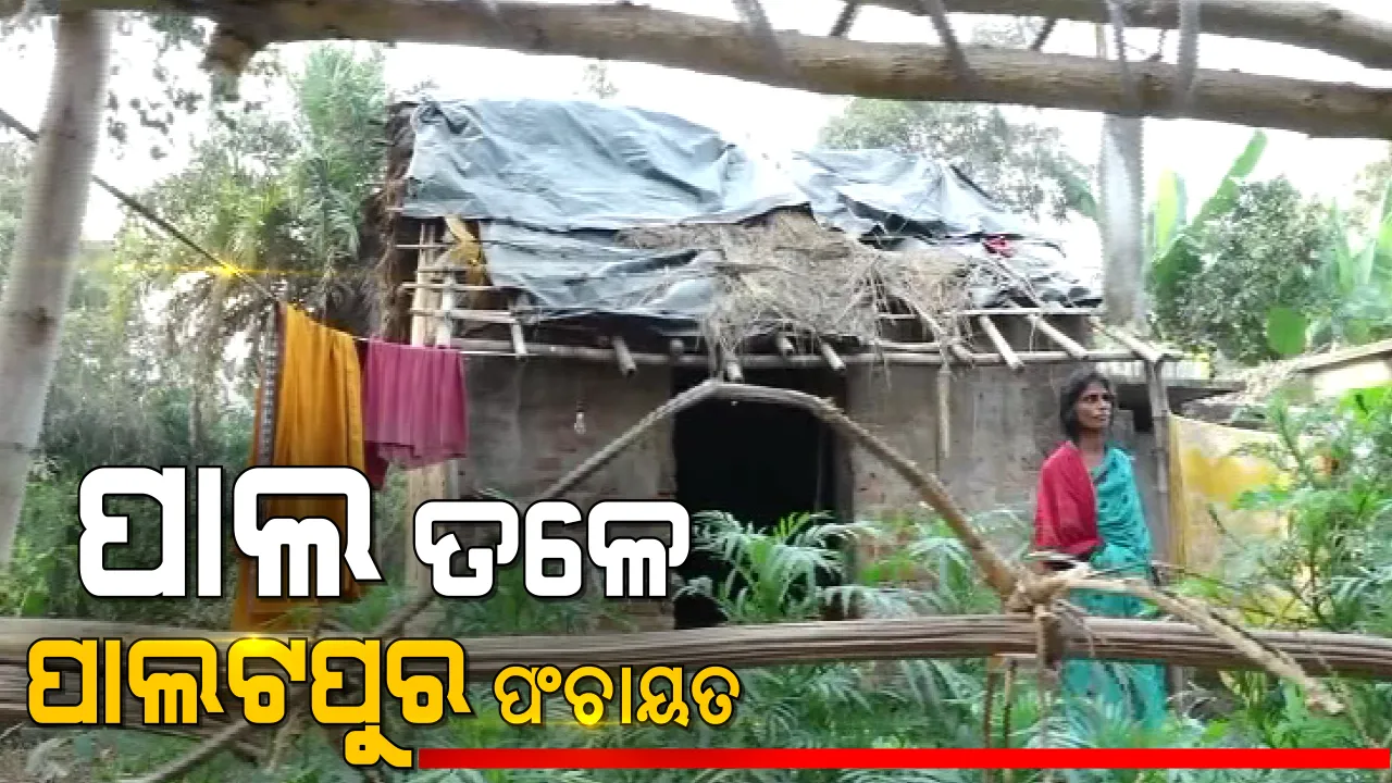  ପାଲ ତଳେ ଦଶରଥପୁର ବ୍ଲକର ପାଲଟପୁର ପଞ୍ଚାୟତ । ଗରିବ ହିତାଧିକାରୀଙ୍କୁ ମିଳୁନାହିଁ ଆବାସ ଯୋଜନାରେ ପକ୍କା ଘର । ଭଙ୍ଗା ଚାଳ ଘରେ ପଲିଥିନ୍ ଟାଣି ମୁଣ୍ଡ ଗୁଞ୍ଜିଛନ୍ତି ଲୋକେ ।