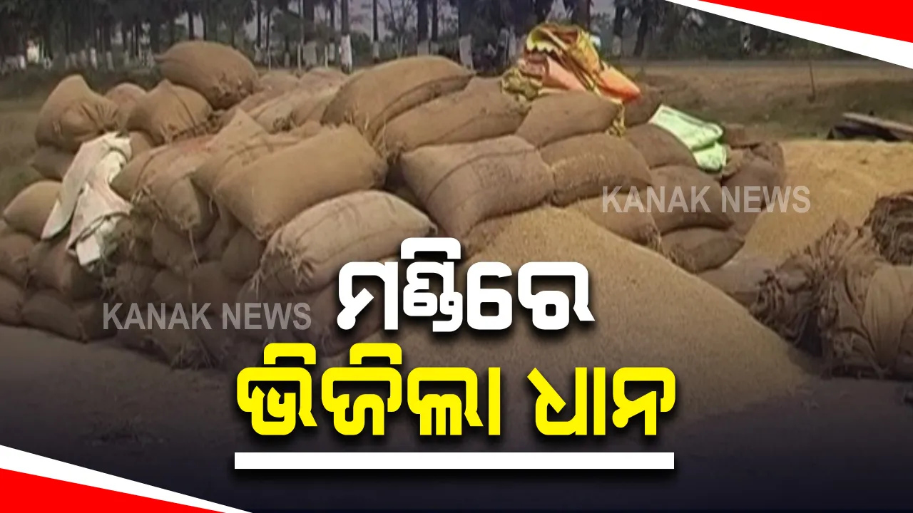  ଅଦିନିଆ ବର୍ଷାରେ ମଣ୍ଡିରେ ଭିଜିଲା ଧାନ: କୁଚିଣ୍ଡାରୁ ଆସିଲା ଚାଷୀଙ୍କ ଦୁର୍ଦ୍ଦଶାର ଚିତ୍ର; କୁଚିଣ୍ଡା ଉପଖଣ୍ଡରେ ଏବେବି ପଡି ରହିଛି ହଜାର ହଜାର ବସ୍ତା ଧାନ