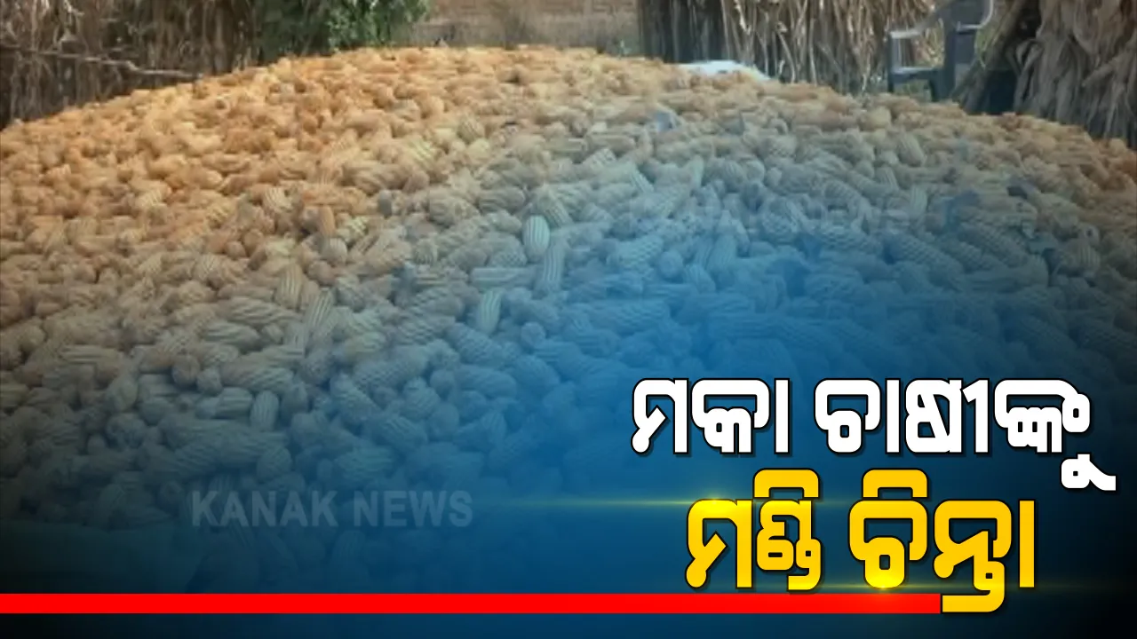  ମୁଣ୍ଡରେ ହାତ ଦେଇଛନ୍ତି ମକାଚାଷୀ ! ଅମଳ ପରେ ବିକ୍ରିକୁ ନେଇ ଚିନ୍ତାରେ ମକା ଚାଷୀ । ମଣ୍ଡିରେ ଧାର୍ଯ୍ୟ ହୋଇପାରୁନି ମକା ଦର, ଗାଁ ଗାଁ ବୁଲି କମ୍ ଦରରେ ମକା କିଣି ନେଉଛନ୍ତି ଦଲାଲ