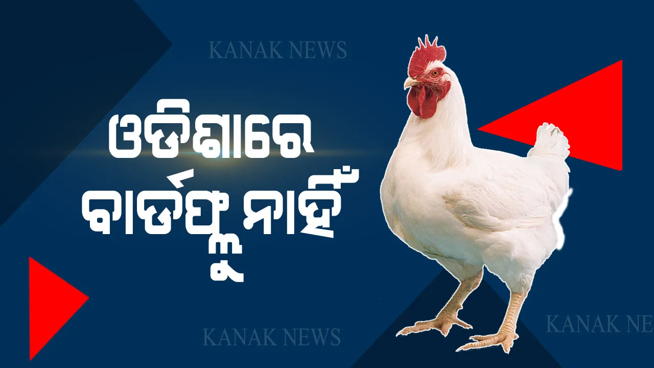  ଓଡିଶାରେ ନାହିଁ ବାର୍ଡ ଫ୍ଲୁ । କୌଣସି ନମୂନାରେ ବାର୍ଡ ଫ୍ଲୁ  ଜଣାପଡିନି । ୬ ରାଜ୍ୟକୁ ବ୍ୟାପିବା ପରେ ଅଣ୍ଡା, କୁକୁଡା ମାଂସ ସିଝାଇ ଖାଇବାକୁ ପରାମର୍ଶ ।