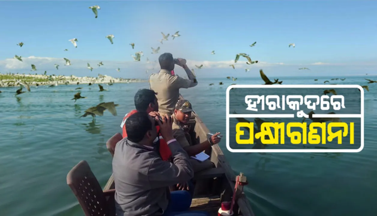  ହୀରାକୁଦରେ ପକ୍ଷୀ ଗଣନା : ଜଙ୍ଗଲ ବିଭାଗର ୩ଟି ଡିଭିଜନର ୨୧ଟି ଟିମ୍ ସାମିଲ; ଚଳିତ ବର୍ଷ ହୀରାକୁଦକୁ ଆସିଛନ୍ତି ଅଧିକ ବିଦେଶୀ ପକ୍ଷୀ 
