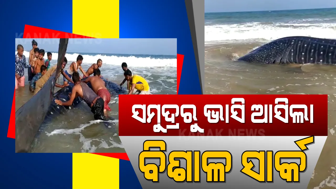  ସମୁଦ୍ରରୁ ଭାସି ଆସିଲା ବିଶାଳ ସାର୍କ : ସାର୍କକୁ ସମୁଦ୍ର ଭିତରକୁ ସୁରକ୍ଷିତ ସ୍ଥାନାନ୍ତର କଲେ ସ୍ଥାନୀୟ ଲୋକେ