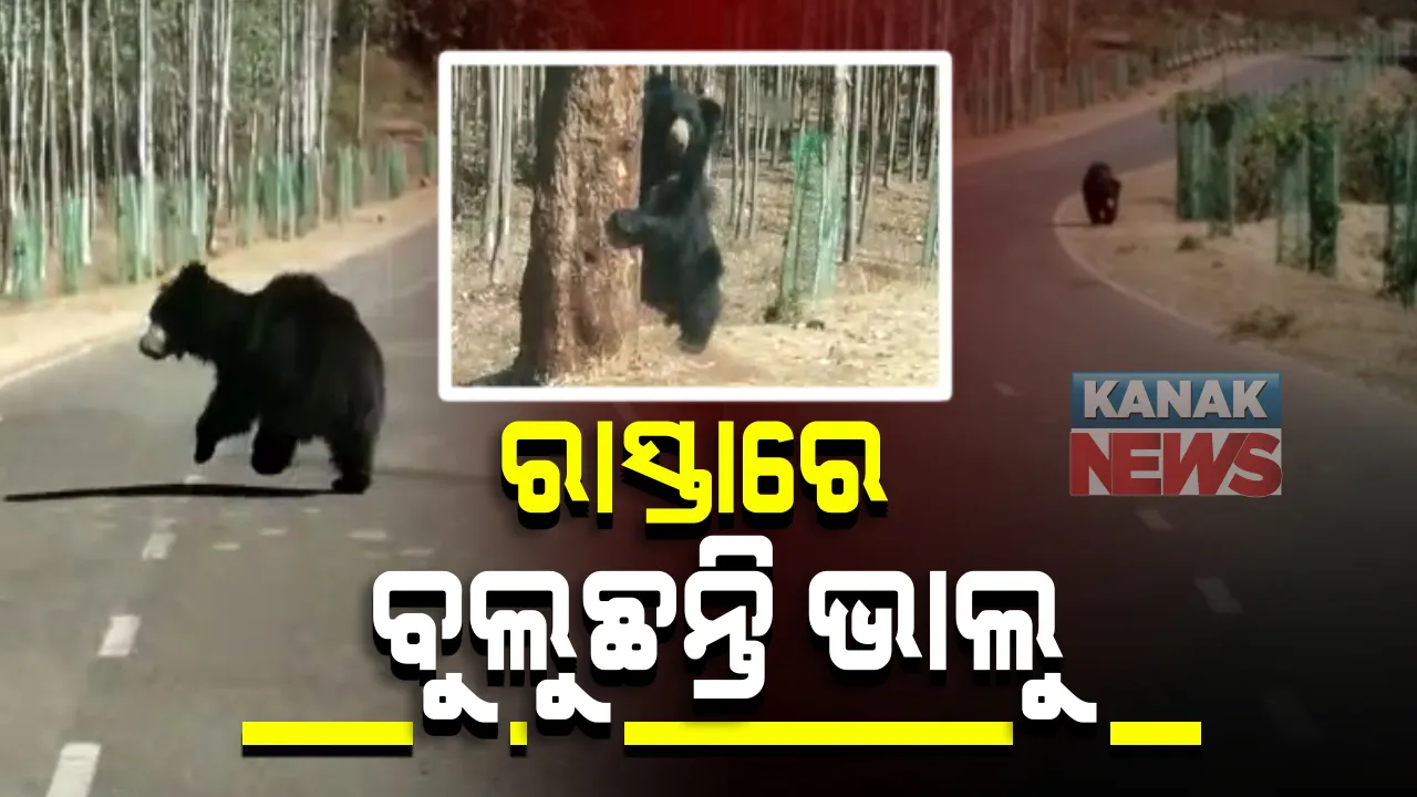  ନବରଙ୍ଗପୁରରେ ଦିନରେ ରାସ୍ତାରେ ବୁଲୁଛନ୍ତି ଭାଲୁ : ତେନ୍ତୁଳିଖୁଂଟି ବ୍ଲକର ଉଦୟପୁର ରାସ୍ତାରେ ଯା’ ଆସ ପାଇଁ ଡରୁଛନ୍ତି ଲୋକେ; ବନବିଭାଗ ଠାରୁ ସୁରକ୍ଷା ଦାବି 