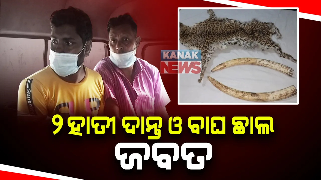  କେନ୍ଦୁଝରରୁ ୨ ହାତୀ ଦାନ୍ତ ଓ ବାଘ ଛାଲ ଜବତ : ଗ୍ରାହକ ବେଶରେ ଯାଇ ୩ ଜଣଙ୍କୁ ଗିରଫ କଲା କ୍ରାଇମବ୍ରାଂଚ ଏସଟିଏଫ