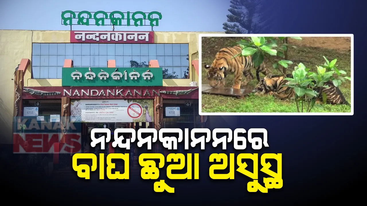  ନନ୍ଦନକାନନରେ ବାଘ ଛୁଆ ଲବ-କୁଶ ଅସୁସ୍ଥ । କାମଦେଉନି ସ୍ଥାନୀୟ ଡାକ୍ତରଙ୍କ ଚିକିତ୍ସା, ରାଜ୍ୟ ବାହାରର ବିଶେଷଜ୍ଞଙ୍କ ସହାୟତା ଲୋଡିଲେ ନନ୍ଦନକାନନ କର୍ତ୍ତୃପକ୍ଷ