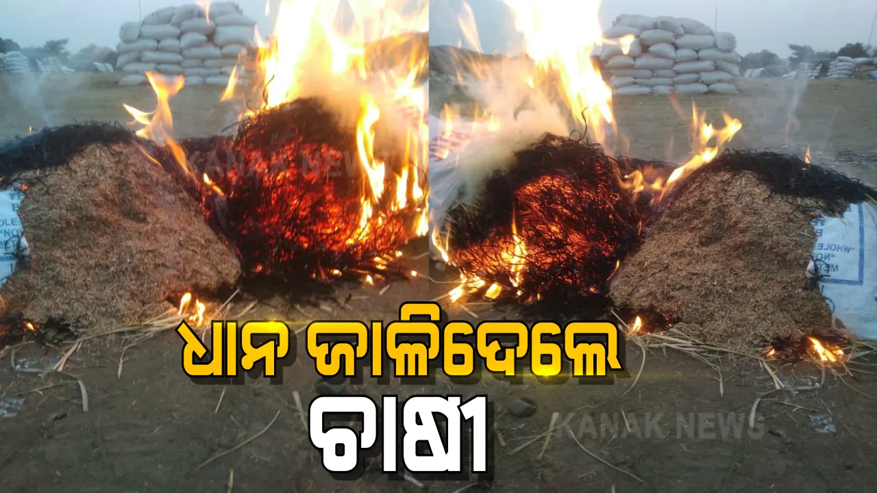  ମଣ୍ଡିରୁ ଉଠୁନି ଧାନ, ଚିନ୍ତାରେ ଚାଷୀ : ପଦ୍ମପୁରରୁ ଆସିଲା ଅଭାବନୀୟ ଚିତ୍ର; କଷ୍ଟ ଅର୍ଜିତ ଧାନରେ ନିଆଁ ଲଗାଇଦେଲେ ଚାଷୀ