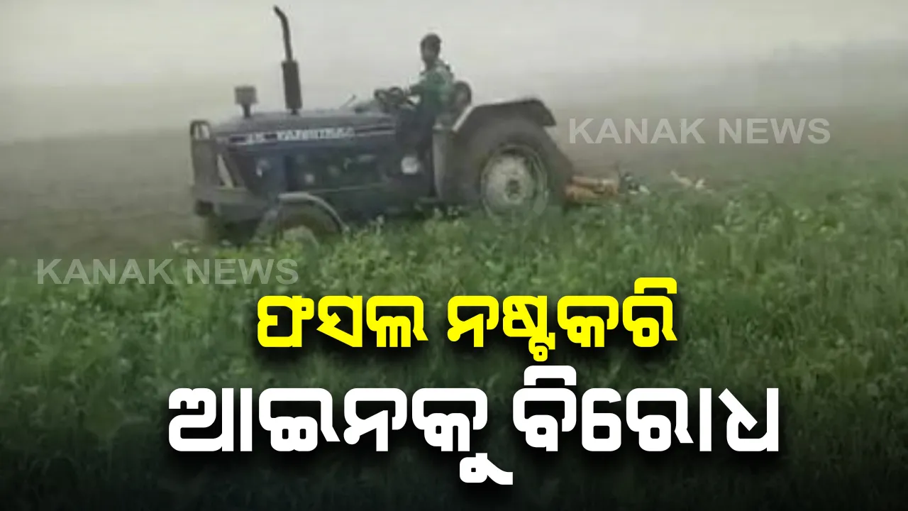  ଚାଷୀ ଆନ୍ଦୋଳନ ସମର୍ଥନରେ ଅଭିନବ ପ୍ରତିବାଦ, ୫ ଏକର ଫସଲ ନଷ୍ଟ କଲେ ୟୁପିର ଜଣେ ଚାଷୀ । ଭିଡିଓ ହେଉଛି ଭାଇରାଲ