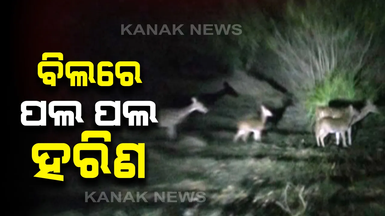  ଅସ୍ତରଙ୍ଗରେ ଚିନ୍ତା ବଢାଇଛନ୍ତି ହରିଣ : ରାତିରେ ବିଲରେ ପଶି ଫସଲ ନଷ୍ଟ କରୁଛନ୍ତି;  ନିଆଁ ଜାଳି ରାତି ଅନିଦ୍ରା ହେଉଛନ୍ତି ଚାଷୀ