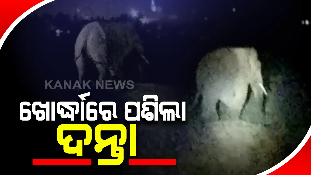  ଖୋର୍ଦ୍ଧା ସହର ଭିତରେ ପୁଣି ପଶିଲା ଦନ୍ତାହାତୀ : ବନବିଭାଗ ସହାୟତାରେ ଛଡାଗଲା ଜଙ୍ଗଲ