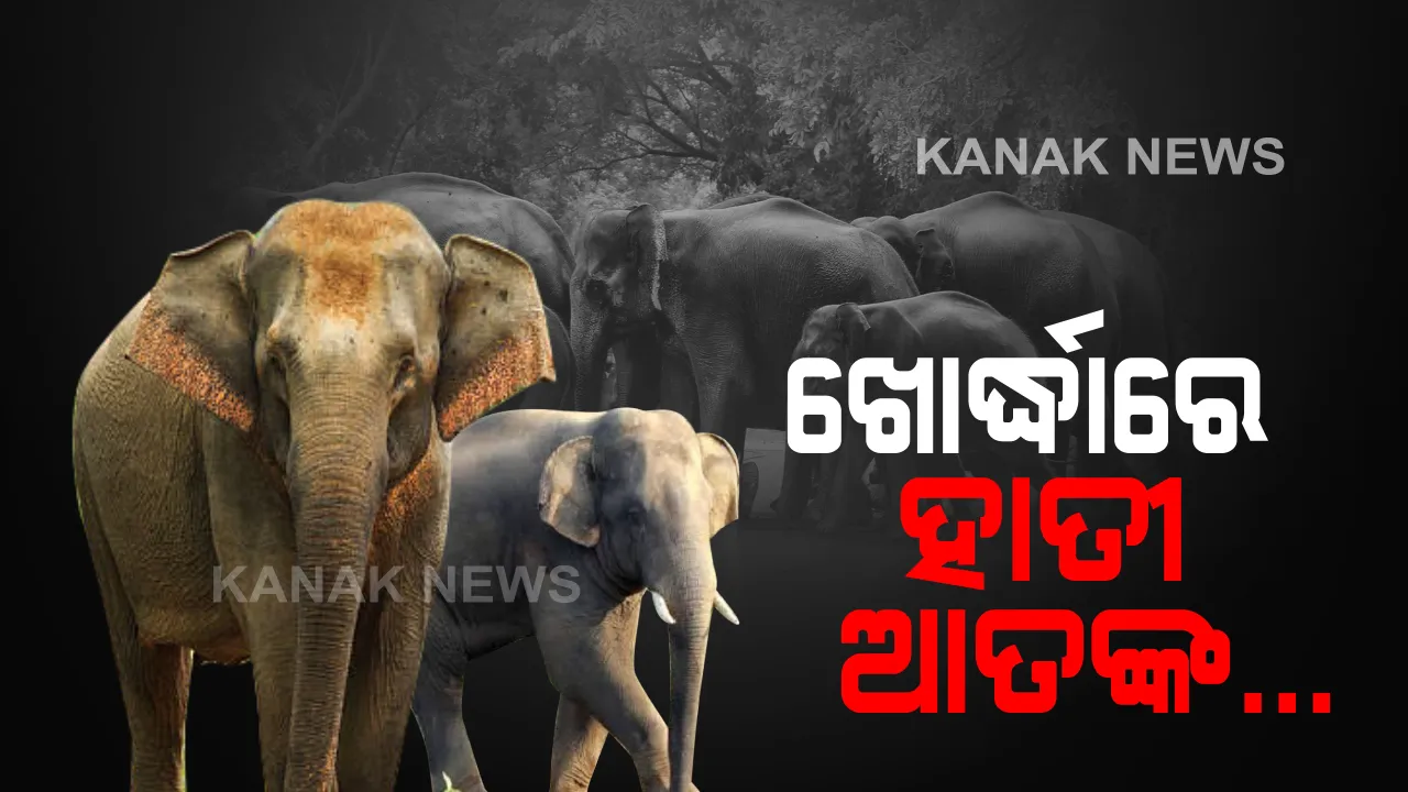  ଖୋର୍ଦ୍ଧାରେ ହାତୀ ଆତଙ୍କ : ହାତୀ ଆକ୍ରମଣରେ ଜଣେ ଗୁରୁତର ଆହତ