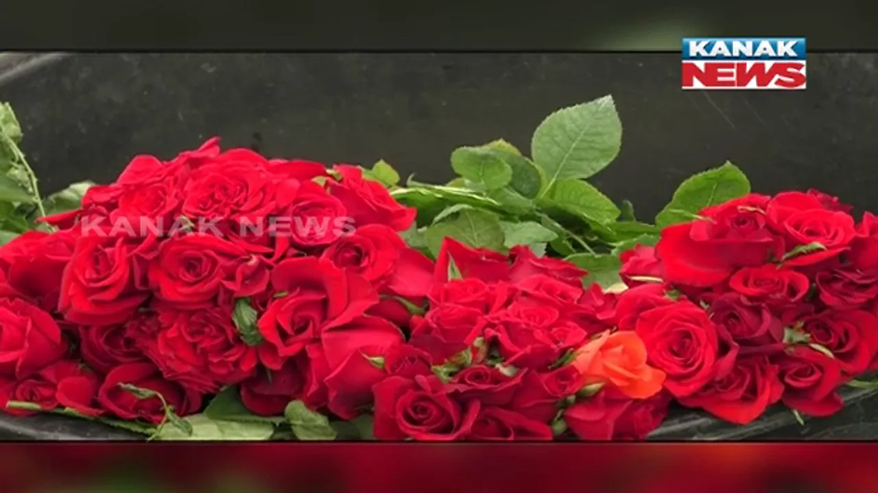  ସିଲ୍କ ସିଟିର ଗୋଲାପ ଚାଷୀ । କଠିନ ପରିଶ୍ରମ ଫଳରେ ଏକର ଏକର ଜମିରେ ଫୁଟୁଛି ଭଳିକି ଭଳି ଗୋଲାପ