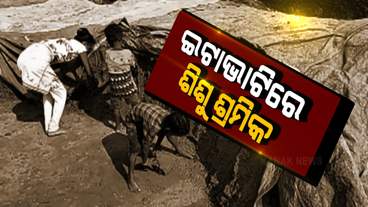  ଗଂଜାମରେ ଗଡ଼ ବିସ୍ତାର କରୁଛନ୍ତି ଆନ୍ଧ୍ର ବେପାରୀ । କୁନି କୁନି ପିଲାଙ୍କୁ ସଜେଇ ଦେଇଛନ୍ତି ଶିଶୁ ଶ୍ରମିକ ।