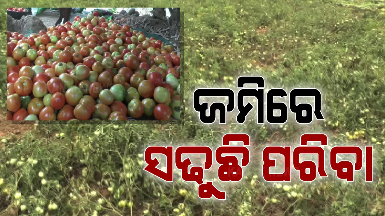  ଜମିରେ ପଡି ନଷ୍ଟ ହେଲାଣି ଟ୍ରକ ଟ୍ରକ ଟମାଟୋ ଓ କଖାରୁ । ଉତ୍ପାଦନ ପରେ ଅଭାବି ବିକ୍ରିର ସମ୍ମୁଖୀନ ଚାଷୀ ।