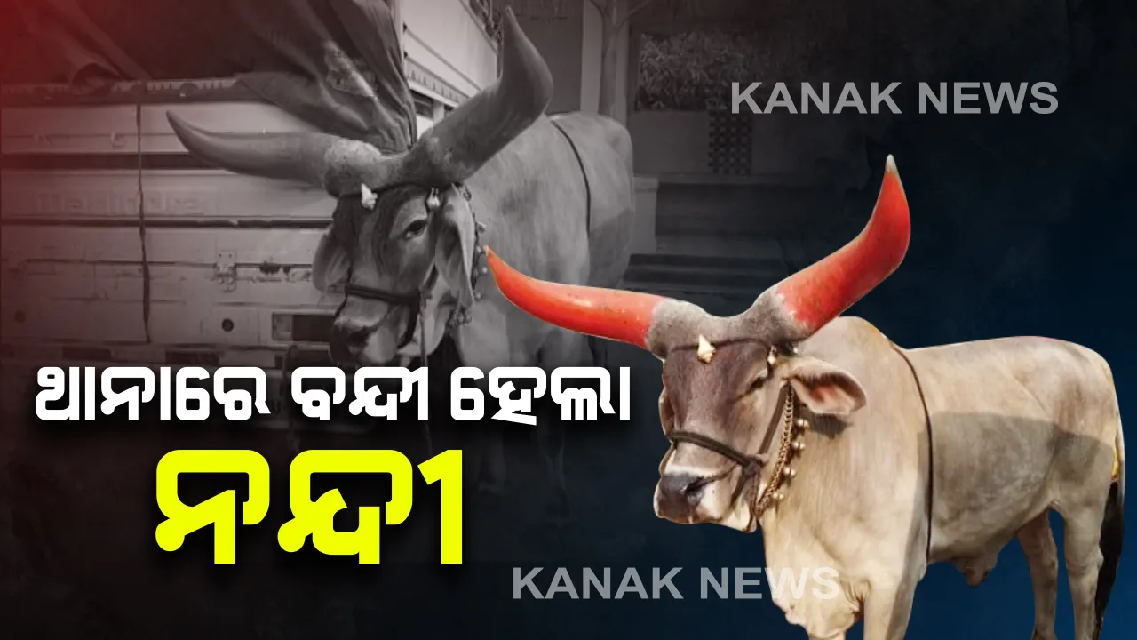  ନନ୍ଦୀ ବଳଦ ଦେଖାଇ ମାଲକାନଗିରରେ ମହିଳାଙ୍କୁ ଲୁଟ ଘଟଣା : ଲୁଟ ବ୍ୟବହୃତ ନନ୍ଦୀ ବଳଦ ସହ ବନ୍ଧା ହେଲେ ୪ ଠକ