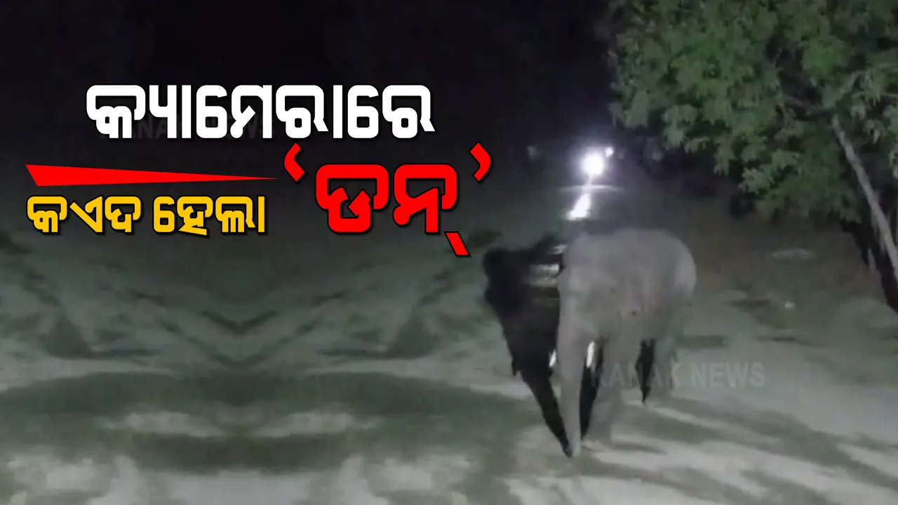  ସମ୍ବଲପୁରରେ ଦନ୍ତା ହାତୀ 'ଡନ'ର ଆତଙ୍କ : ଯୁଜୁମରା ମୁଣ୍ଢେରରେ ପଶି ଭାଙ୍ଗିଲା ୩-୪ଟି ଘର