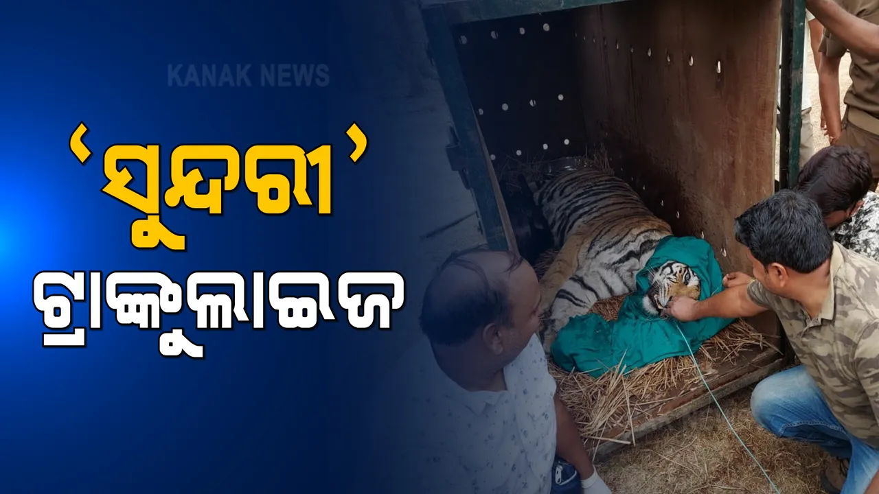 ଶେଷରେ ଫେରିଗଲା ‘ସୁନ୍ଦରୀ’ । ଯନ୍ତାକୁ ନଆସିବାରୁ ବାଘୁଣୀ ସୁନ୍ଦରୀକୁ କରାଗଲା ଟ୍ରାଙ୍କୁଲାଇଜ୍, ସ୍ୱତନ୍ତ୍ର ଗାଡିରେ ଓଡ଼ିଶାରୁ ମଧ୍ୟପ୍ରଦେଶକୁ ହେଉଛି ସ୍ଥାନାନ୍ତର ।