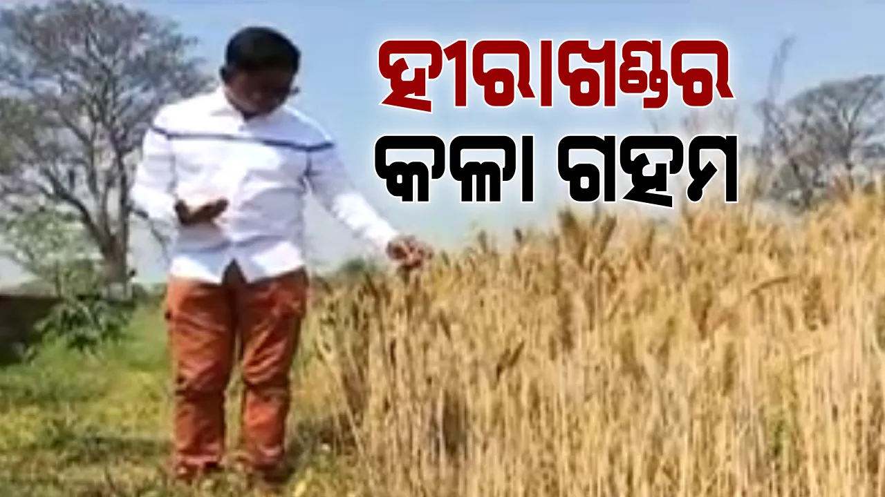  ହୀରାଖଣ୍ଡର କଳା ଗହମ । ସମ୍ବଲପୁରରେ ପରୀକ୍ଷାମୂଳକ ଚାଷ କରୁଛନ୍ତି ଉଚ୍ଚ ଶିକ୍ଷିତ ଯୁବକ ଦିବ୍ୟଜିତ୍ । କର୍କଟ, ମେଦବହୁଳତା ପରି ରୋଗ ପାଇଁ କରାଯାଏ ବ୍ୟବହାର ।