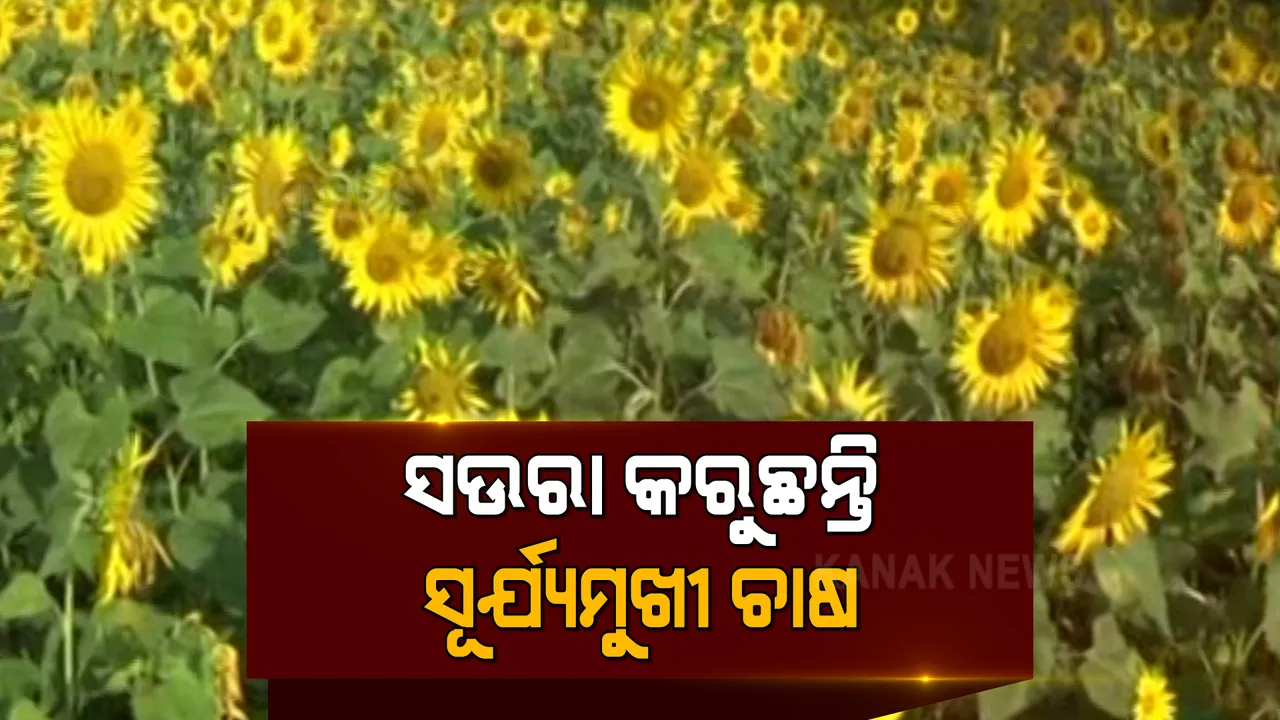  ସୂର୍ଯ୍ୟମୁଖୀ ଫୁଟାଉଛି ଲାଞ୍ଜିଆ ସଉରା ସମ୍ପ୍ରଦାୟର ଲୋକଙ୍କ ମୁହଁରେ ହସ । ଜଙ୍ଗଲଜାତ ଦ୍ରବ୍ୟ ବଦଳରେ ସୂର୍ଯ୍ୟମୁଖୀ ଚାଷ କରି ସ୍ୱାବଲମ୍ବୀ ଆଦିବାସୀ ଜନଜାତି ।