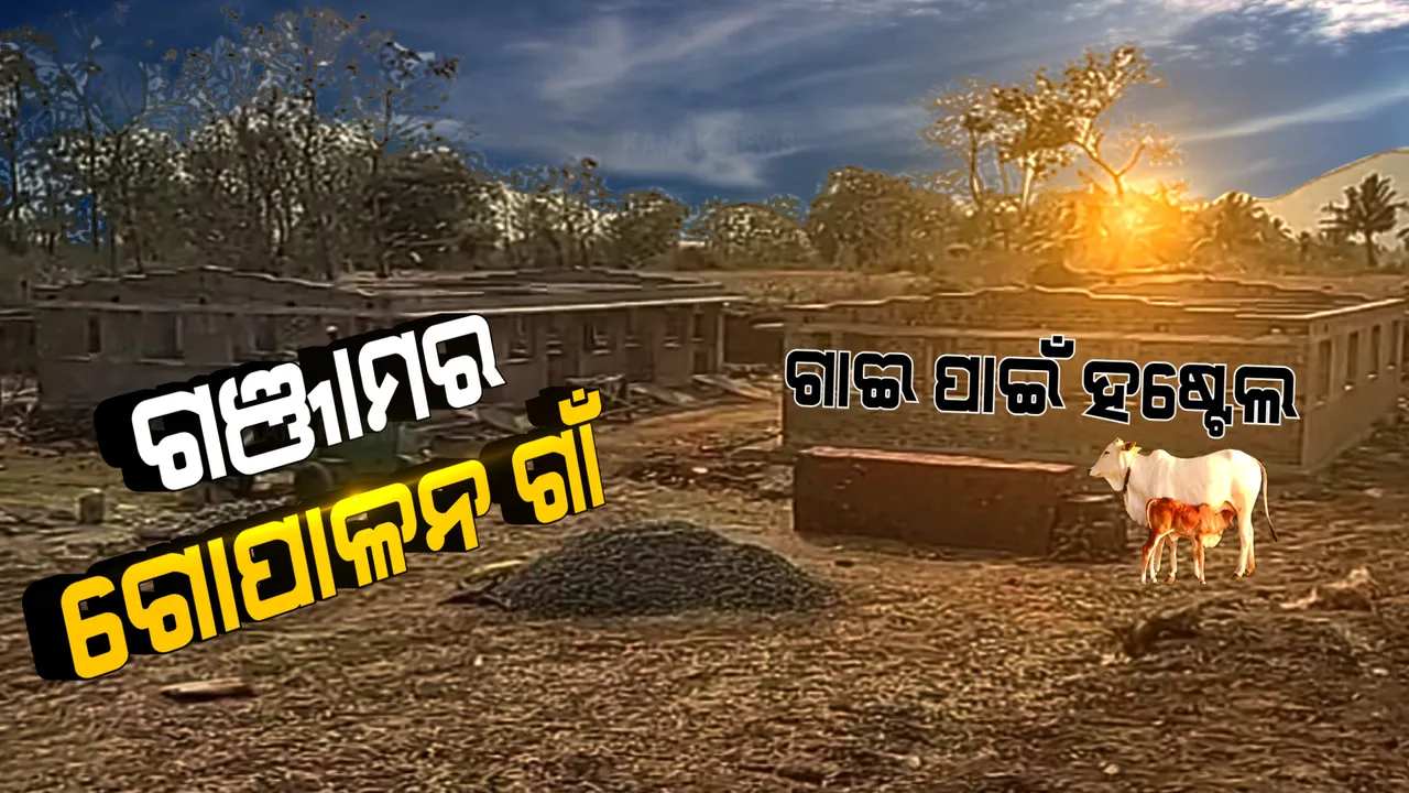  ଏଣିକି ହଷ୍ଟେଲରେ ରହିବେ ଗୋରୁଗାଈ । ମଣିଷଙ୍କ ପରି ପକ୍କା ଘରେ ରହିବେ ଗାଈ ବଳଦ । ଏଣେତେଣେ ଶୋଇବେନି କି ଖରା, ବର୍ଷାରେ ଜୀବନ ବିତାଇ ବେନି...