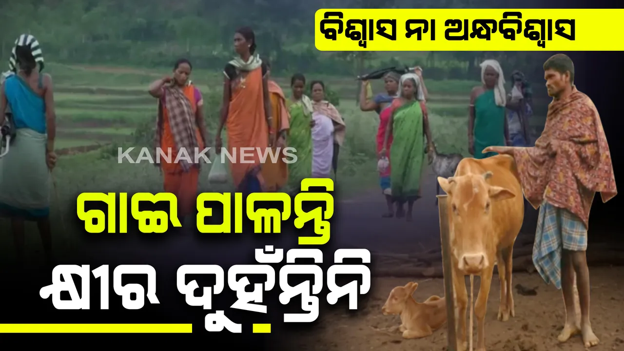  ସ୍ୱାଭିମାନ ଅଂଚଳର ଅଜବ ପରମ୍ପରା । ଗାଈକୁ ପାଳନ କରନ୍ତି, ହେଲେ କ୍ଷୀର ଟୋପାଏ ଦୁହିଁବାକୁ ସଙ୍କୋଚ କରନ୍ତି ।