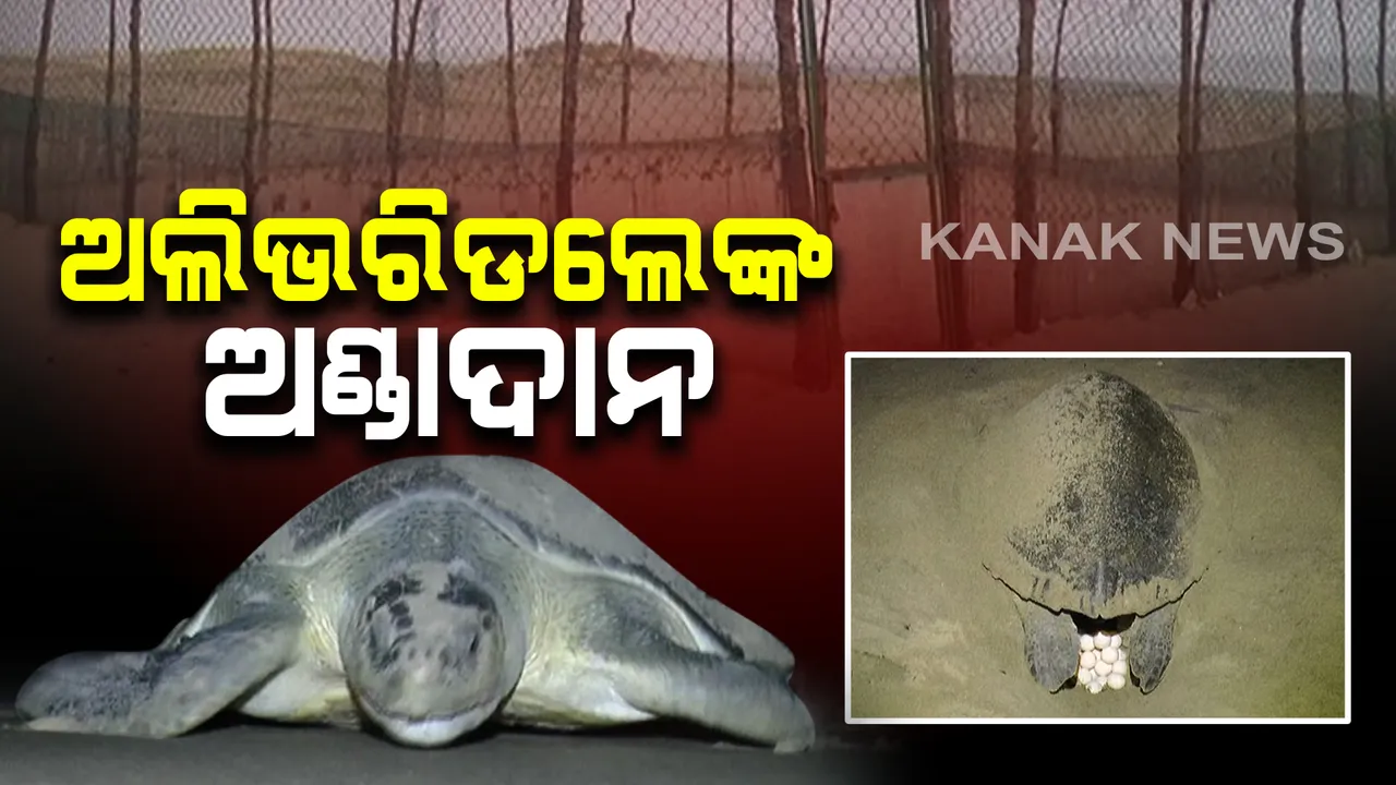 ଦେବୀ ମୁହାଣରେ ଅଲିଭରିଡଲେଙ୍କ ଗଣ ଅଣ୍ଡାଦାନ । ବିଳମ୍ବିତ ରାତିରେ ଅସ୍ତରଙ୍ଗ ଉପକୂଳରେ ବାଲି ଖୋଳି ଅଣ୍ଡା ଦେଉଛନ୍ତି କଇଁଛ ।