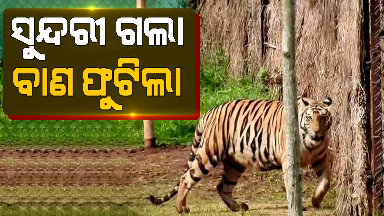  ସୁନ୍ଦରୀ ଗଲା, ବାଣ ଫୁଟିଲା । କାହ୍ନା ଅଭୟାରଣ୍ୟକୁ ବାଘୁଣୀ ଫେରିଥିବା ପରେ ସାତକୋଶିଆ ଅଂଚଳରେ ଖୁସି ମନାଇଲେ ସ୍ଥାନୀୟ ବାସିନ୍ଦା ।