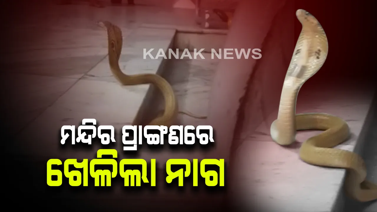  ଜାଗର ପୂର୍ବରୁ ଗନ୍ଧର୍ବନାଥ ମନ୍ଦିର ପ୍ରାଙ୍ଗଣରେ ଖେଳିଲା ନାଗ : ଭୋରରୁ ମନ୍ଦିରରେ ନାଗକୁ ଦେଖି ଭାବବିଭୋର ହେଲେ ଭକ୍ତ
