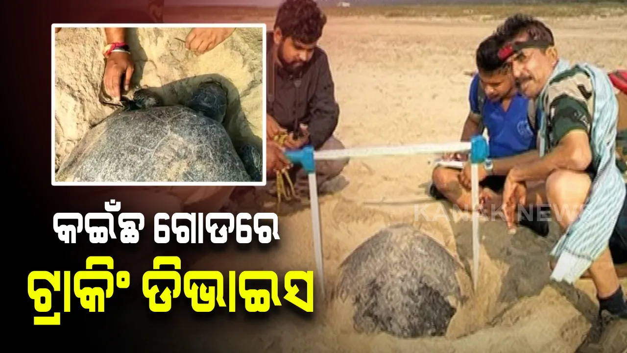  କେଉଁଠୁ ଆସନ୍ତି, କାହିଁକି ଆସନ୍ତି ବିରଳ ଅଲିଭରିଡଲେ କଇଁଛ : ଅଣ୍ଡାଦାନ ପାଇଁ ଗହୀରମଥା, ଋଷିକୁଲ୍ୟା ଓ ଦେବୀ ମୁହାଣକୁ ବାଛନ୍ତି କାହିଁକି ?