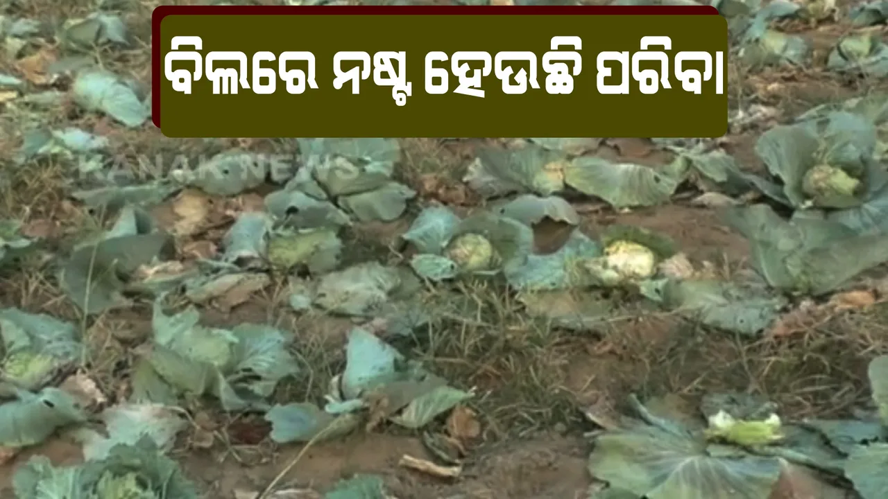  ବରଗଡରେ ନଷ୍ଟ ହେଉଛି ପରିବା । ଅଭାବୀ ବିକ୍ରି ଯୋଗୁଁ ଜମିରୁ ଟମାଟୋ ତୋଳୁନାହାନ୍ତି ଚାଷୀ, ବିଲରେ ଖତ ହେଉଛି ବନ୍ଧାକୋବି ।