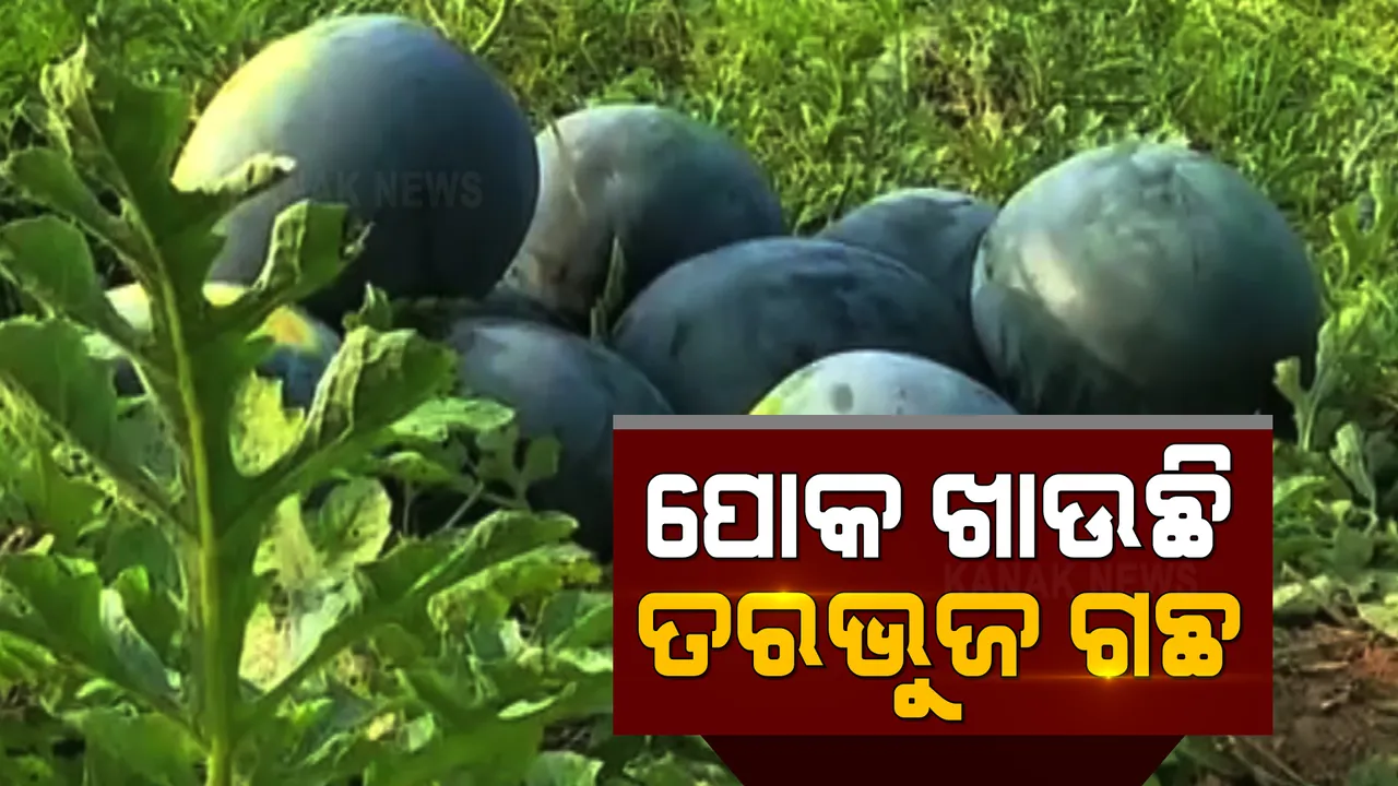 ଚିନ୍ତାରେ କେନ୍ଦ୍ରାପଡା ଜିଲ୍ଲା ରାଜକନିକା ବ୍ଲକର ଶହ ଶହ ଚାଷୀ । ଅଜଣା ପୋକ ଲାଗି ନଷ୍ଟ ହେଉଛି ତରଭୁଜ ଗଛ ।