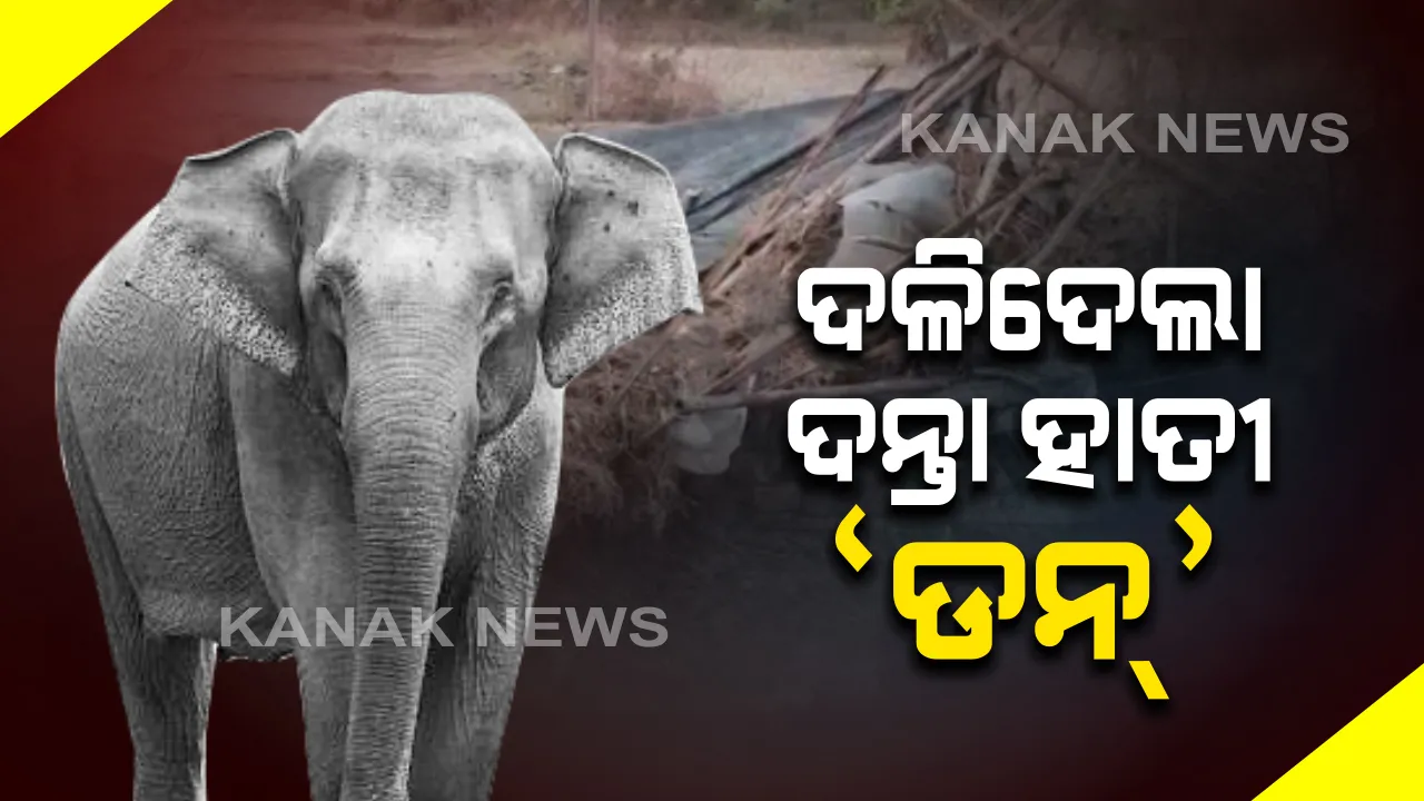 ସମ୍ବଲପୁରରେ ଦଳିଦେଲା ଦନ୍ତାହାତୀ ‘ଡନ୍’ : ଗତରାତିରେ ସଦର ରେଂଜ ଝାଙ୍କର ପାଲିର କୁଢେନିଶା ଗାଁରେ ଖେଳାଇଲା ଆତଙ୍କ