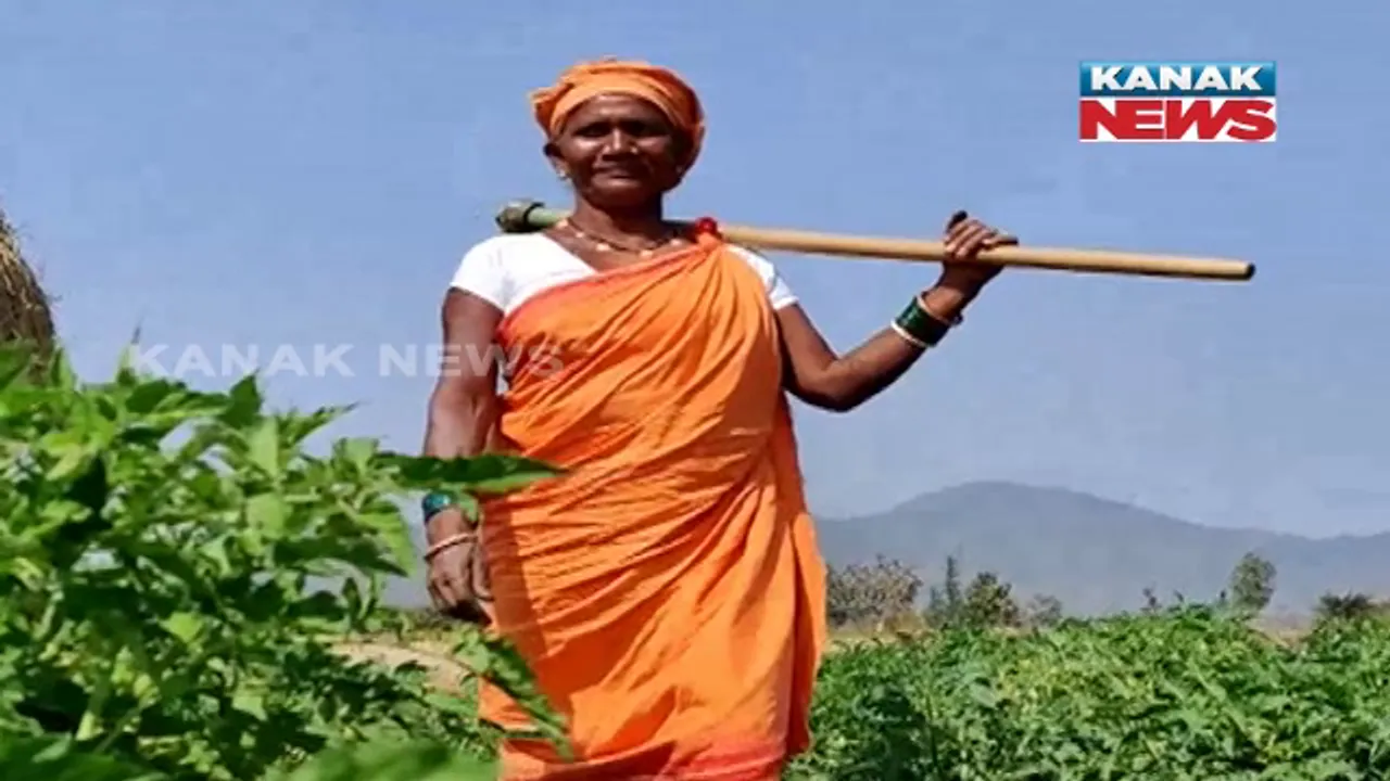  ଦାଦନ ନୁହେଁ ଚାଷ ପାଲଟିଛି ରୋଜଗାରର ନୂଆ ପନ୍ଥା । ଚିତ୍ରକୋଣ୍ଡାର ସୁବର୍ଣ୍ଣା ପାଲଟିଛନ୍ତି ଅନ୍ୟଙ୍କ ପାଇଁ ପ୍ରେରଣା ।
