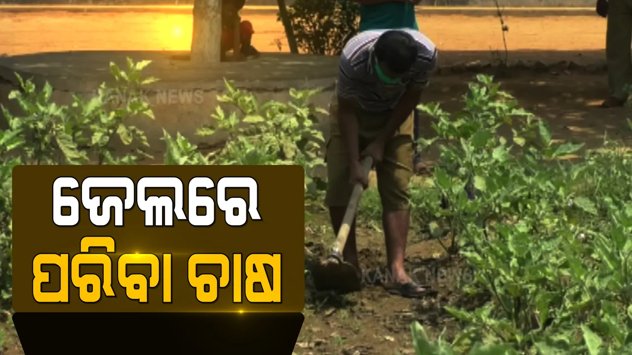  ଜେଲରେ କଏଦୀ କରୁଛନ୍ତି ପରିବା ଚାଷ । ଜେଲରେ ଥିବା ଅନ୍ତେବାସୀଙ୍କୁ ଆତ୍ମନିର୍ଭରଶିଳ କରିବା ପାଇଁ ଜେଲ କର୍ତ୍ତୃପକ୍ଷଙ୍କ ପ୍ରୟାସ ।