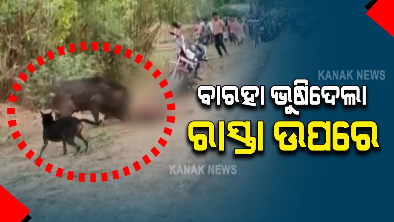  ଭଂଜନଗରରୁ ଆସିଲା ଲୋମଟାଙ୍କୁରା ଚିତ୍ର : ରାସ୍ତା ଉପରେ ଜଣଙ୍କୁ ଗୋଡେଇ ଗୋଡେଇ ଆକ୍ରମଣ କଲା ଜଙ୍ଗଲୀ ବାରହା; ଗୁରୁତର ଡାକ୍ତରଖାନାରେ ଭର୍ତ୍ତି