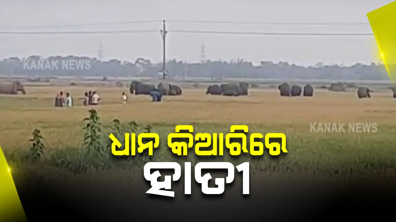  ଜଙ୍ଗଲୀ ହାତୀଙ୍କ ଉପଦ୍ରବ । ଧାନ କିଆରିରେ ପସି ନଷ୍ଟ କରିଦେଲେ ଏକର ଏକର ଫସଲ, ମୟୂରଭଞ୍ଜ ରାସଗୋବିନ୍ଦପୁର ଅଞ୍ଚଳରେ ଲୋକେ ଆତଙ୍କିତ ।