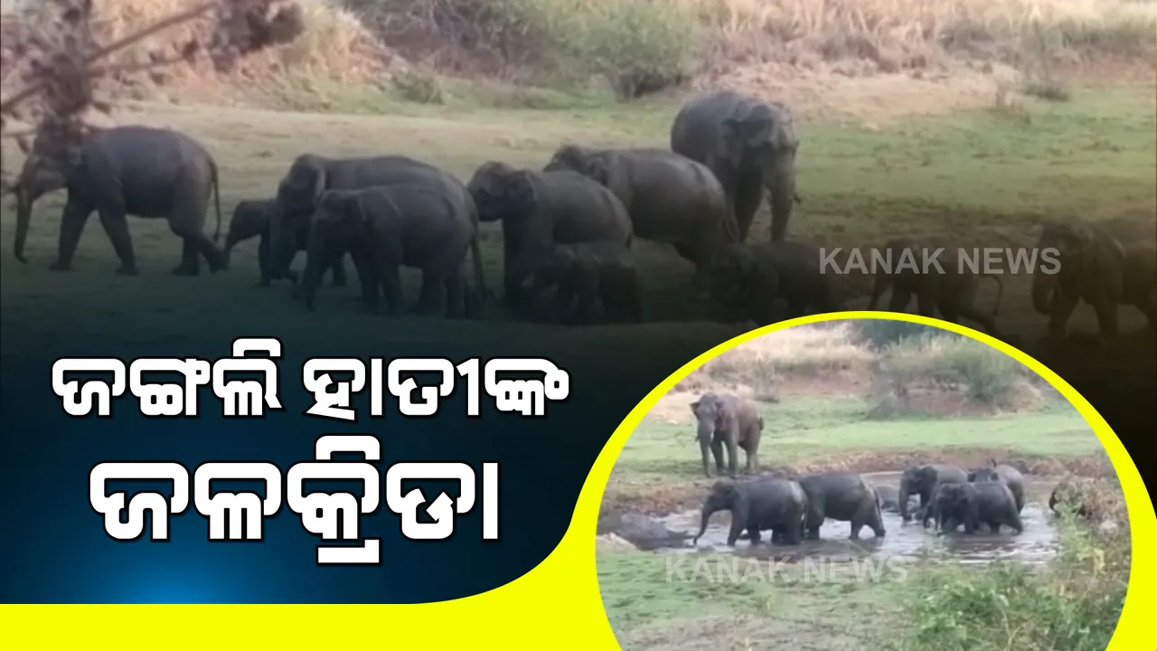  ଜଙ୍ଗଲି ହାତୀଙ୍କ ଜଳକ୍ରୀଡା । ଗାଁରେ ବିତରଣ କରୁଥିବା ବେଳେ ଜଳକ୍ରିଡା କରୁଛନ୍ତି ହାତୀପଲ