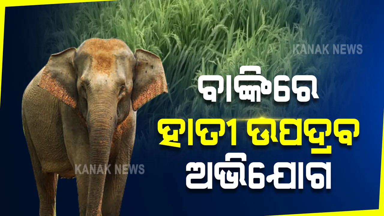  ଚନ୍ଦକା ନିକଟବର୍ତ୍ତୀ ବାଆଂରା ଅଞ୍ଚଳରେ ହାତୀ ଉପଦ୍ରବ : ବାଆଂରା ପଞ୍ଚାୟତ କୂଅମଡା ଗାଁରେ ଫସଲ ନଷ୍ଟ କରିଥିବା ଅଭିଯୋଗ