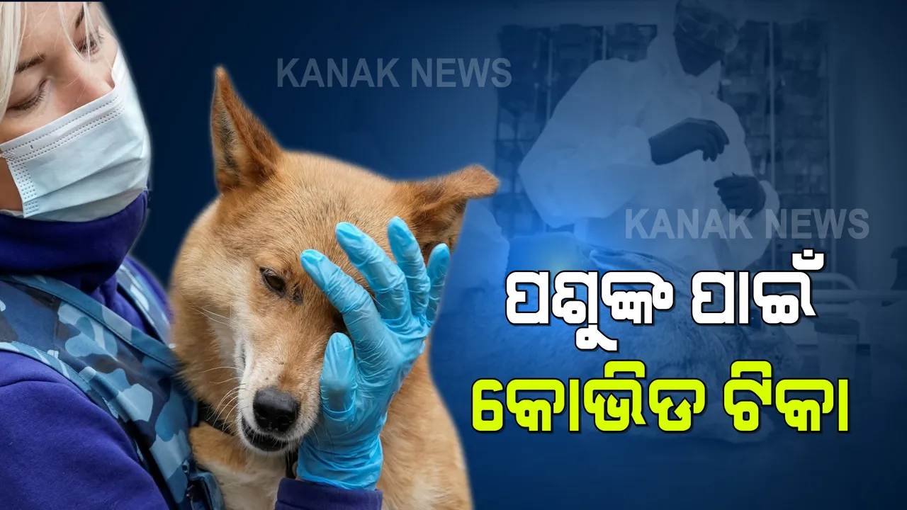  ପଶୁଙ୍କ ପାଇଁ ରୁଷ ଆଣିଲା କରୋନା ଟିକା । ପରୀକ୍ଷଣରେ ସଫଳତା ପରେ ଚଳିତ ମାସରେ ଆରମ୍ଭ ହେବ ଟିକା ପ୍ରସ୍ତୁତି 