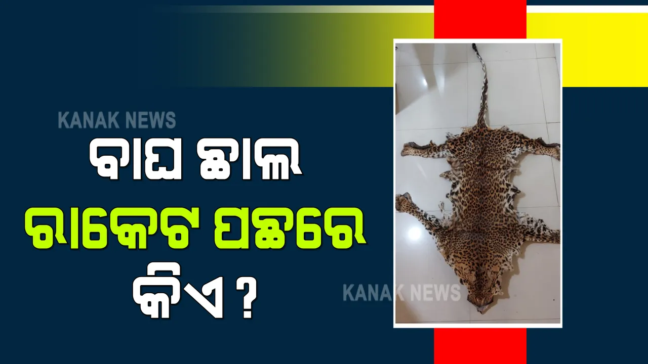  ରାଜଧାନୀରେ ବାଘ ଛାଲ ରାକେଟ୍ : ଖୋର୍ଦ୍ଧା ବୋଲଗଡ ଅଂଚଳରୁ ବାଘ ଛାଲ ଜବତ, ୨ ଜଣଙ୍କୁ ଗିରଫ କଲା ଏସଟିଏଫ୍
